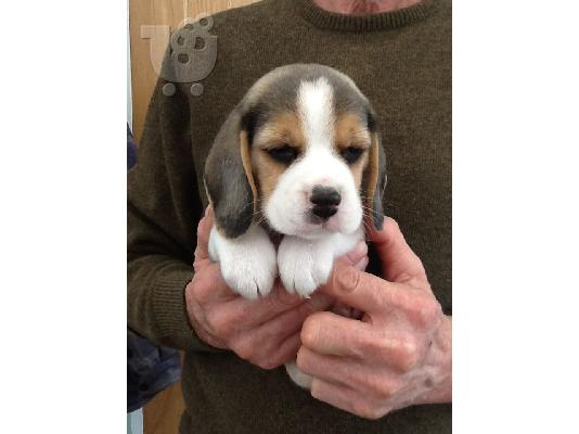 BEAGLE Κουτάβια διαθέσιμα