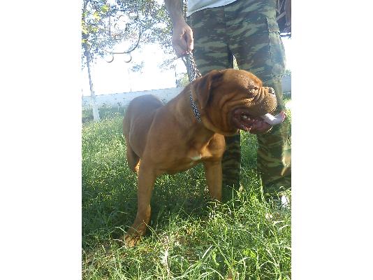 PoulaTo: Dogue de bordeaux