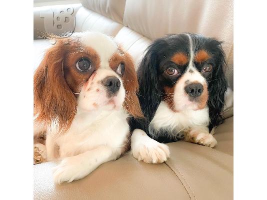 PoulaTo: Διατίθενται κουτάβια Cavalier King Charles Spaniel