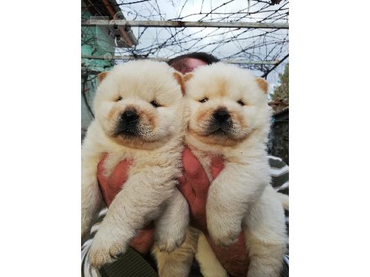 Διατίθενται μωρά Chow Chow