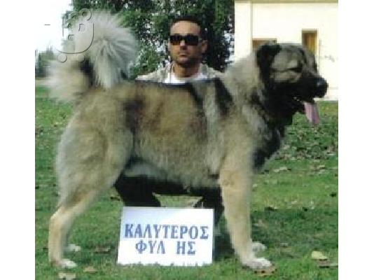 PoulaTo: ΚΑΥΚΑΣΟΥ ΚΟΥΤΑΒΙΑ