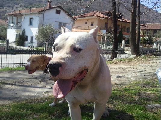 PITBULL