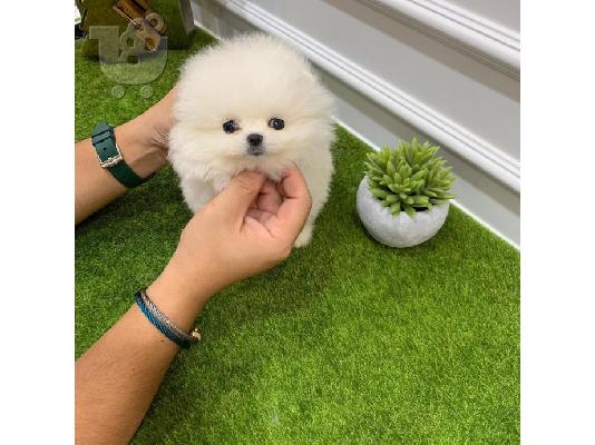 Ποιοτικά Pure Pomeranian κουτάβια