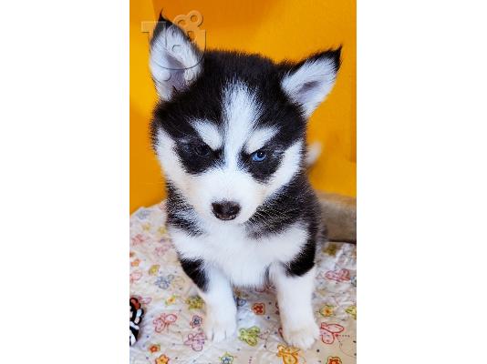 PoulaTo: Pomsky Puppies 1 αρσενικό. 1 θηλυκό διαθέσιμο