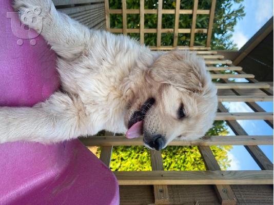 Πωλούνται κουτάβια Golden Retriever