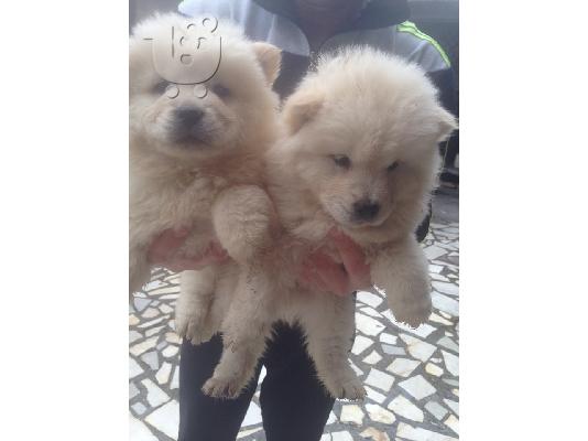 PoulaTo: CHOW CHOW