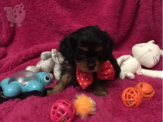 PoulaTo: Cavalier King Charles Puppies