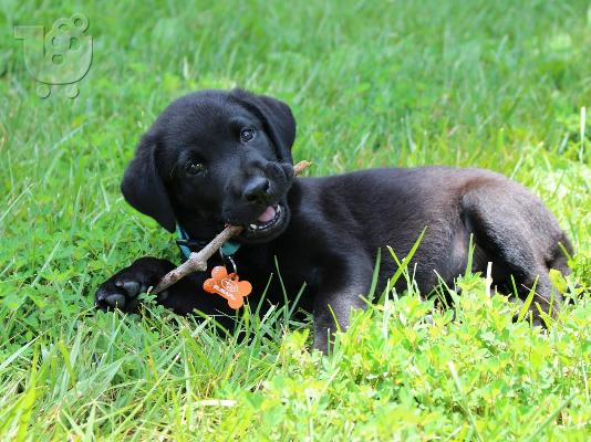 Τα κουτάβια Toy Labrador Retriever είναι έτοιμα