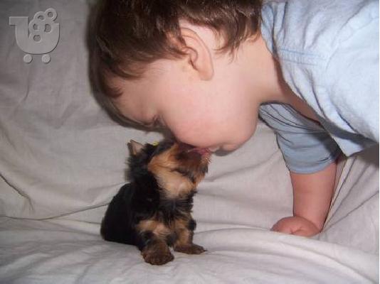 PoulaTo: Yorkshire Terrier Super Toy, Eλευσινα
