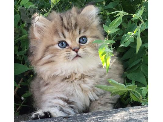 Chinchilla Persian
