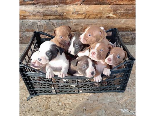 PoulaTo: Η Akc εγγράφηκε στο pitbull