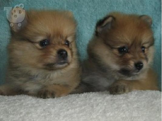 POMERANIAN TOY