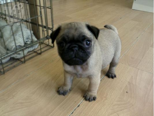 CUTE Pug κουτάβι για υιοθεσία