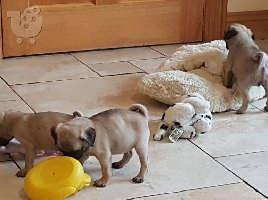 PoulaTo: Δύο κουτάβια Top Pug διαθέσιμα
