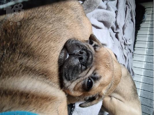 Κουτάβια AKC FrenchBulldog+34634098453