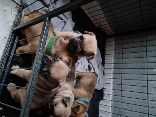 Εκπαιδευμένο γαλλικό μπουλντόγκ