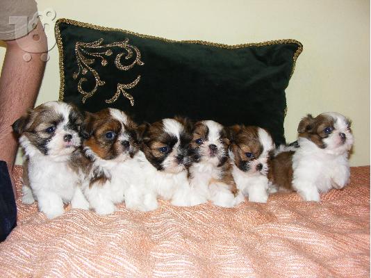 PoulaTo: Shih tzu