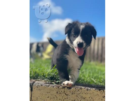 PoulaTo: Border Collie Puppies για υιοθεσία