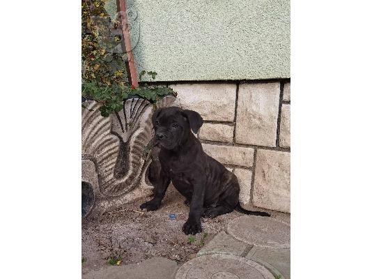Κουτάβια Cane Corso