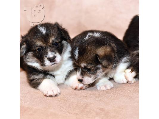 PoulaTo: Κουτάβια Pembroke Welsh Corgi