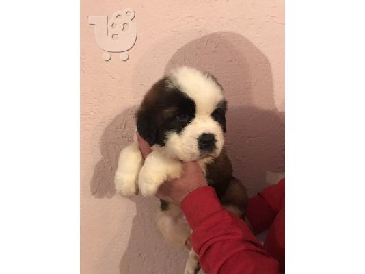 Κουτάβια Saint Bernard