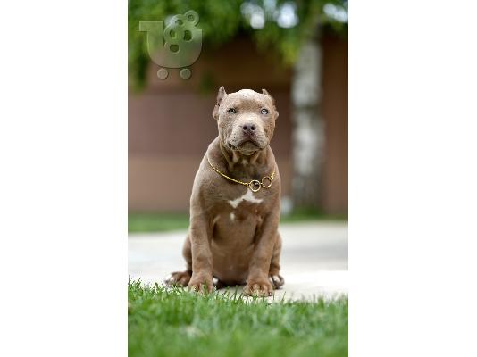 PoulaTo: XL American Bully κουτάβια