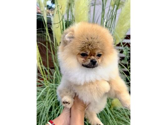Pomeranian κουτάβια ανώτερης καταγωγής