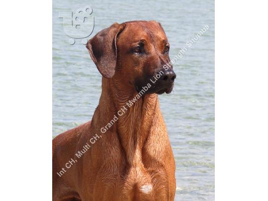 Rhodesian Ridgeback - top quality puppies