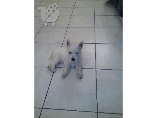 PoulaTo: πωλειται καθαροαιμο κουταβι westie