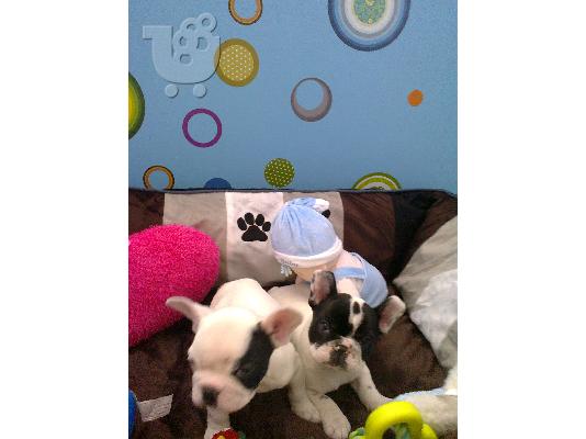 PoulaTo: French Bulldog