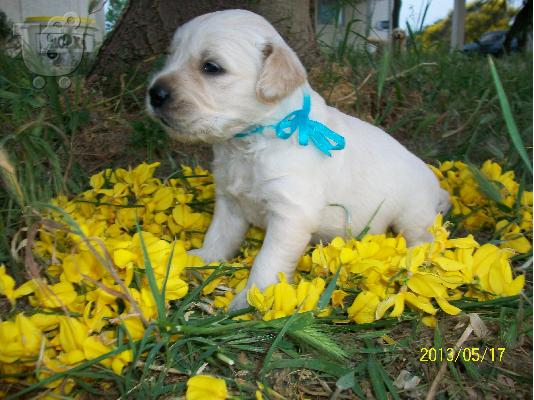 Golden Retriever κουταβακια προς πωληση