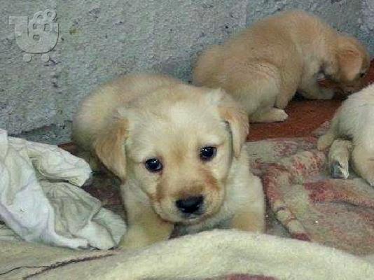 κουταβια λαμπραντορ ρετριβερ ( labrador retriever )