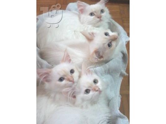 Poulao ta oraiotera Ragdoll