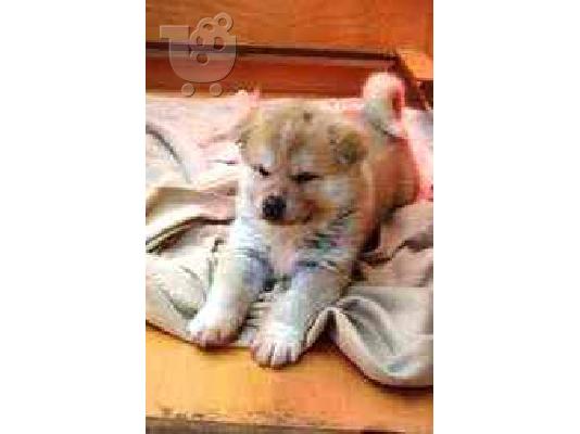 σκυλιά AKITA Ακίτα (Akita) σκύλος, πιστός σύντροφος — Καλλιθέα...