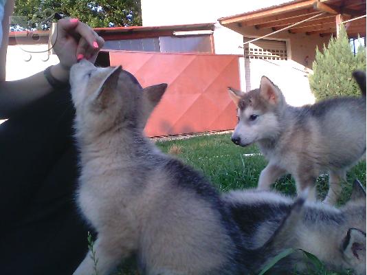 πωλουνται κουταβακια alaskas malamute