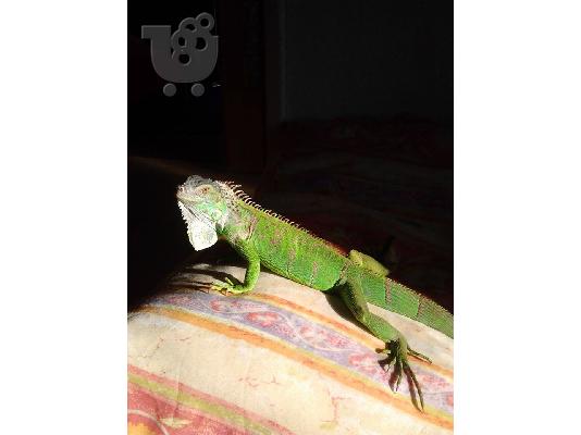 PoulaTo: Ιγκουανα
