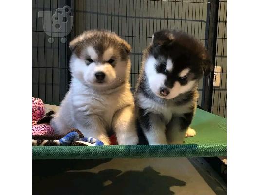 PoulaTo: Κουτάβια Malamute της Αλάσκας