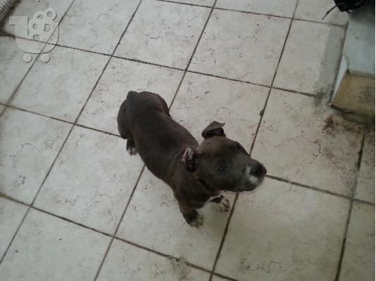BLUE NOSE PITBULL
