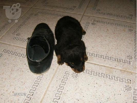 ROTTWAILLER 6978239955
