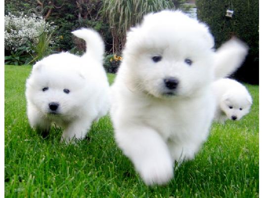 Πώληση κουτάβια Samoyed.