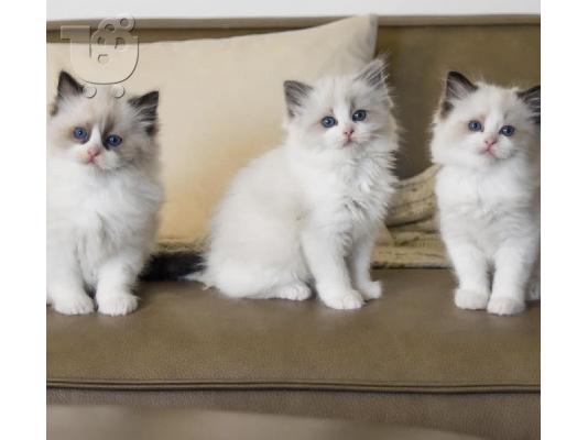 PoulaTo: Σκωτσέζικες Fold/Straight Kittens Προς Πώληση