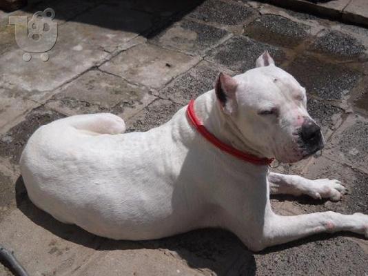 Dogo Argentino-Ντόγκο Αρτζεντίνο