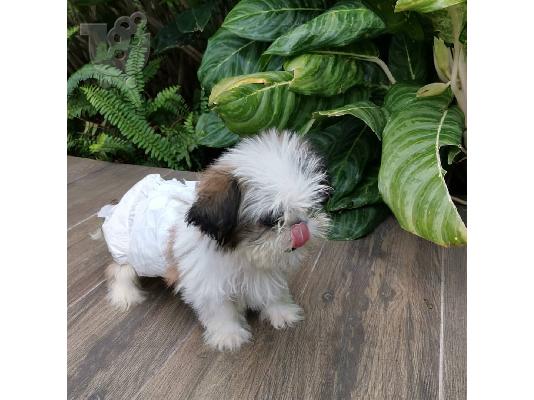 PoulaTo: Αξιολάτρευτα κουτάβια Shih-Tzu