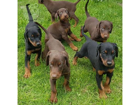 PoulaTo: Διατίθεται κουτάβι Doberman Pinscher