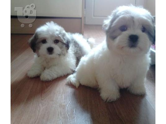 PoulaTo: 5 μικροσκοπικά Shih Tzu μωρά έτοιμο τώρα