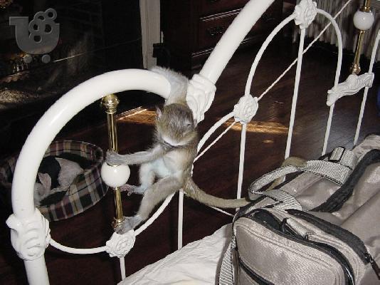 Μωρό capuchin μωρό για ένα καλό σπίτι 125 ευρώ