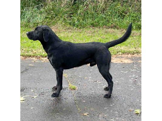 Labrador καθαροαιμα κουταβακια απο γονεις με pedigree Αθηνα-Κρητη-Νησια 6979314054...