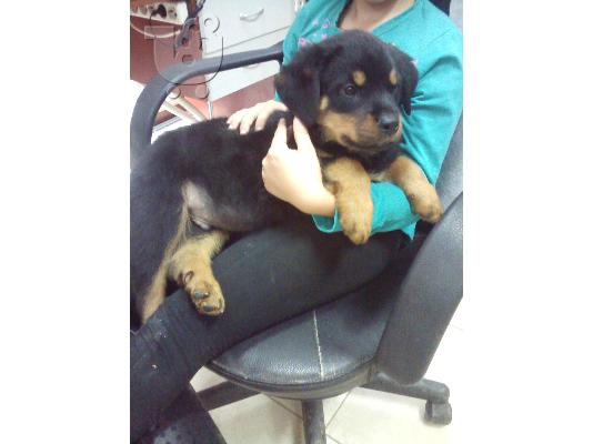 ΠΩΛΟΥΝΤΑΙ ΚΑΘΑΡΟΑΙΜΑ ΚΟΥΤΑΒΙΑ ROTTWEILER-250Ε