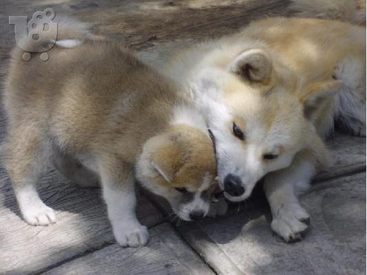 PoulaTo: AKITA INU