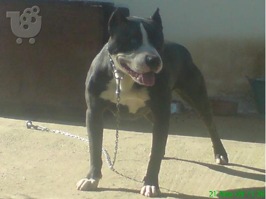 ΠΩΛΟΥΝΤΑΙ ΚΟΥΤΑΒΙΑ PIT BULL RED NOSE